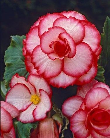 B. ‘Bridesmaid’